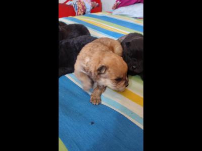 Varios Mascotas y Animales Chow chow